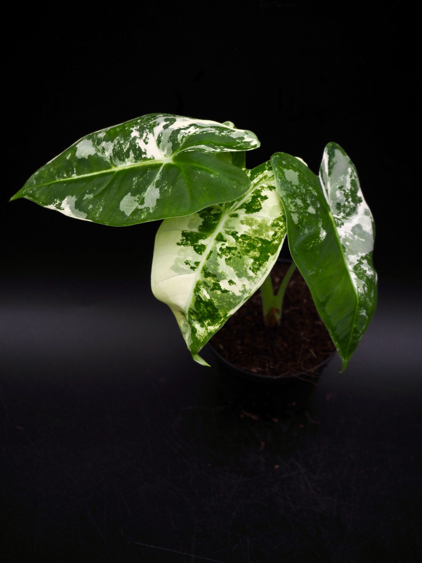 Alocasia Frydek Variegata