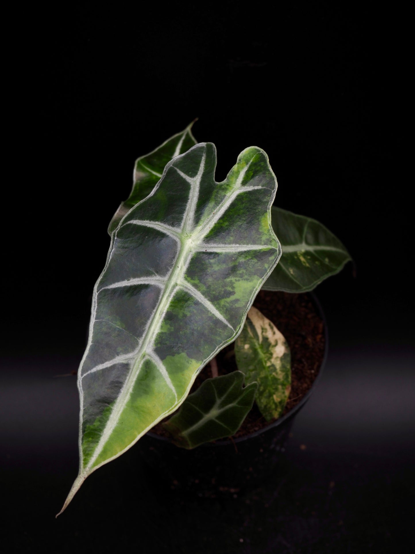 Alocasia Polly Aurea