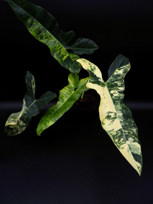 Philodendron Florida Beauty x Billitiea (Jennifer)