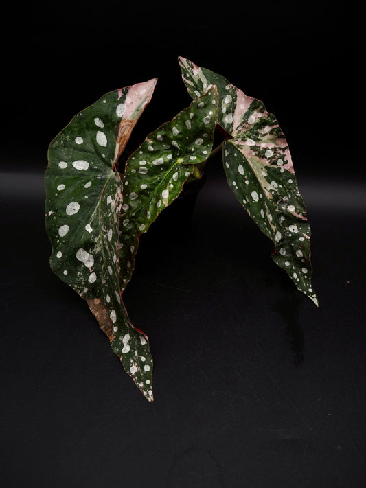 Begonia Maculata Pink Variegata