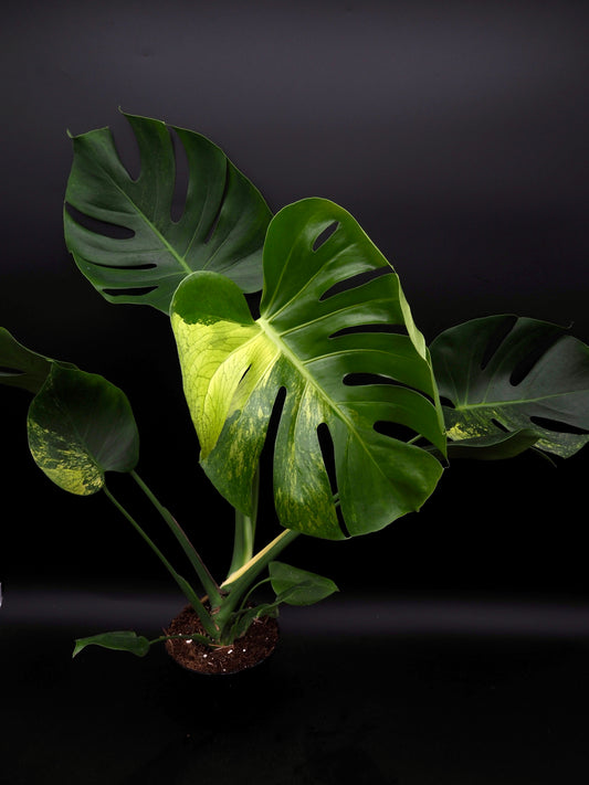 Monstera Lime Mint