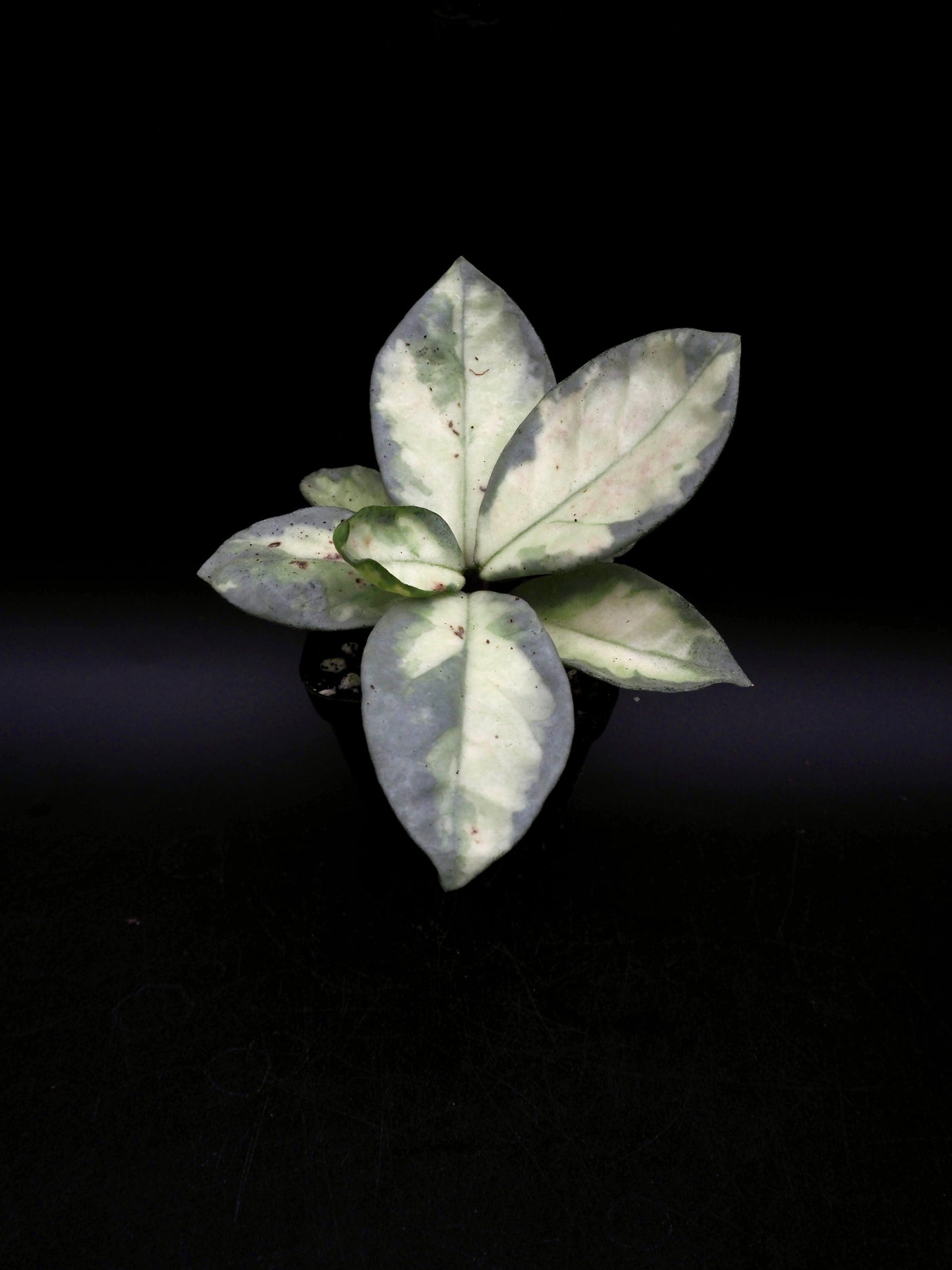 Hoya Argentea Princess