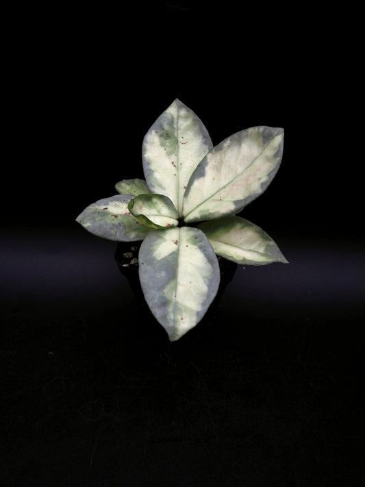 Hoya Argentea Princess