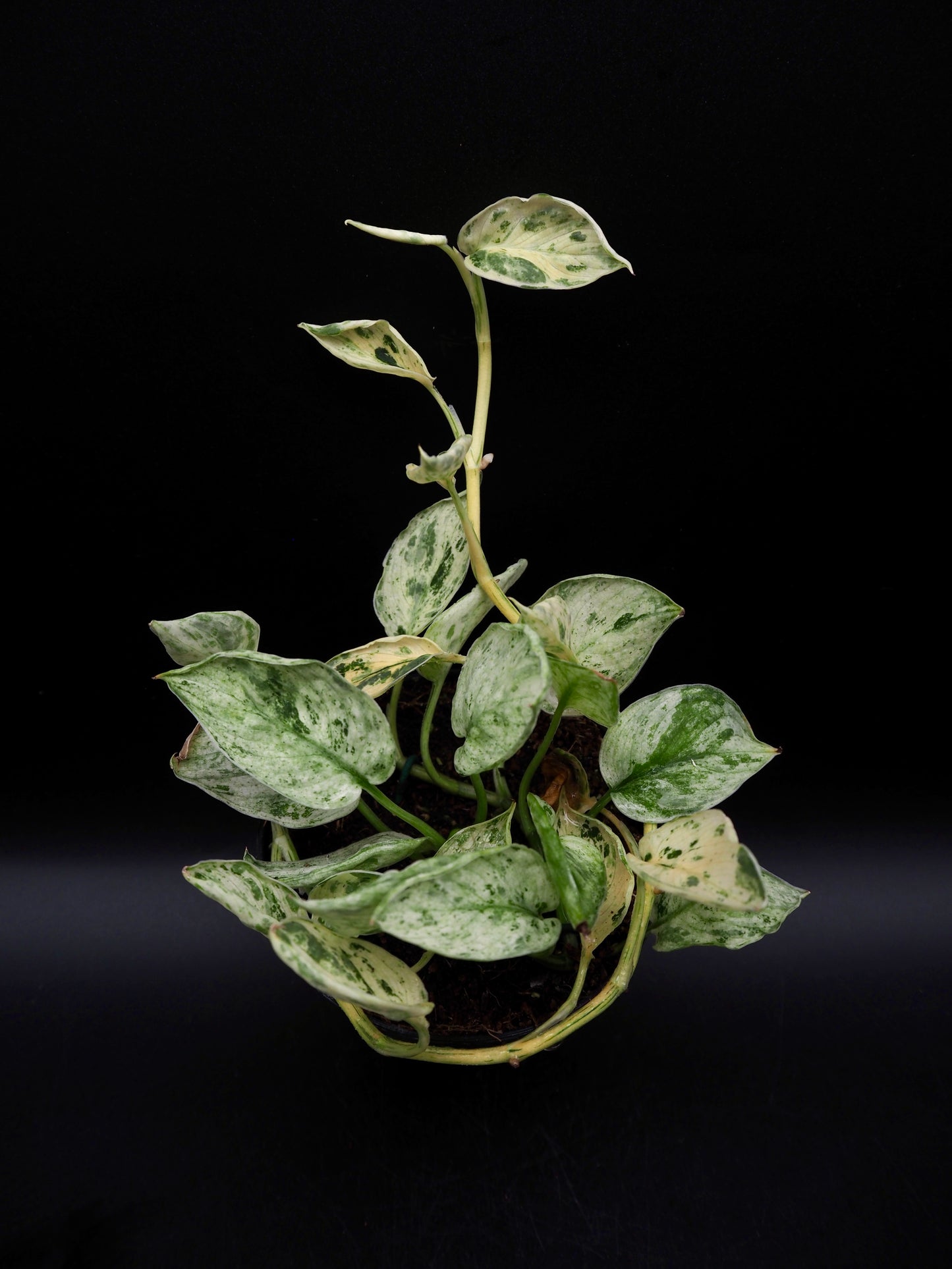 Scindapsus Jade Satin Marble