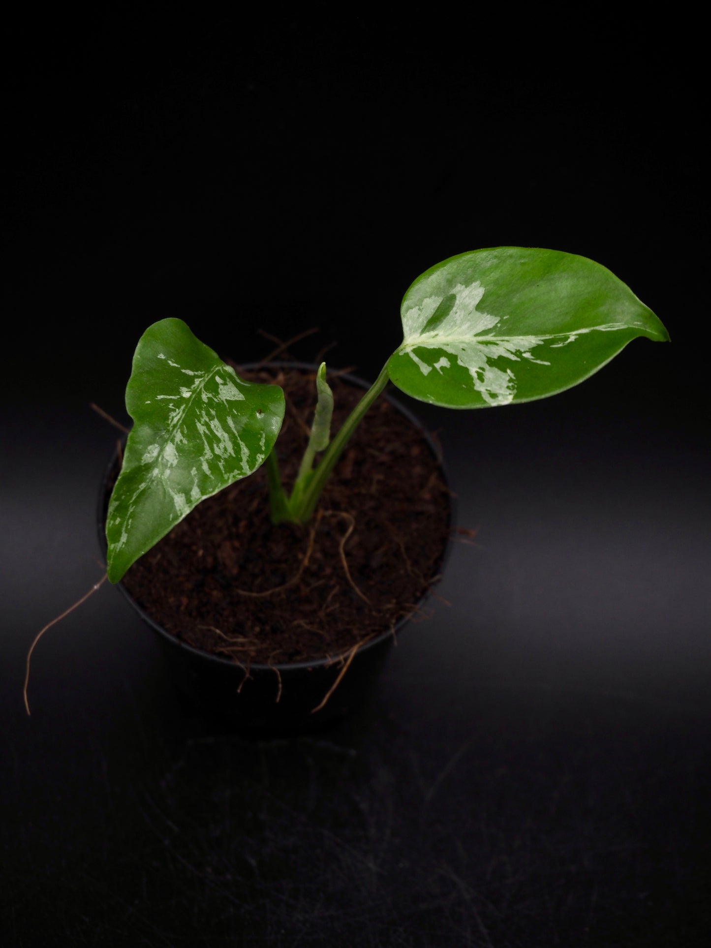 Monstera Bulbasaur