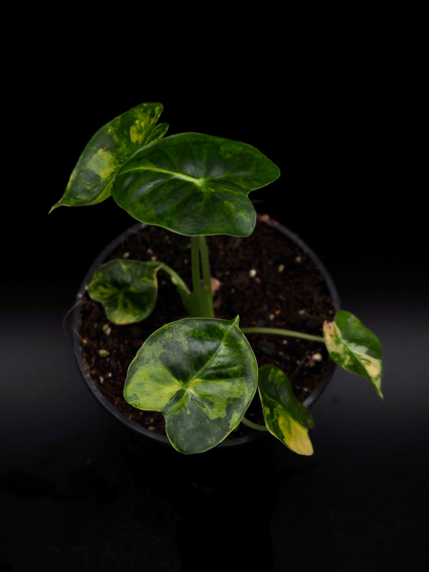 Alocasia Frydek Dorayaki