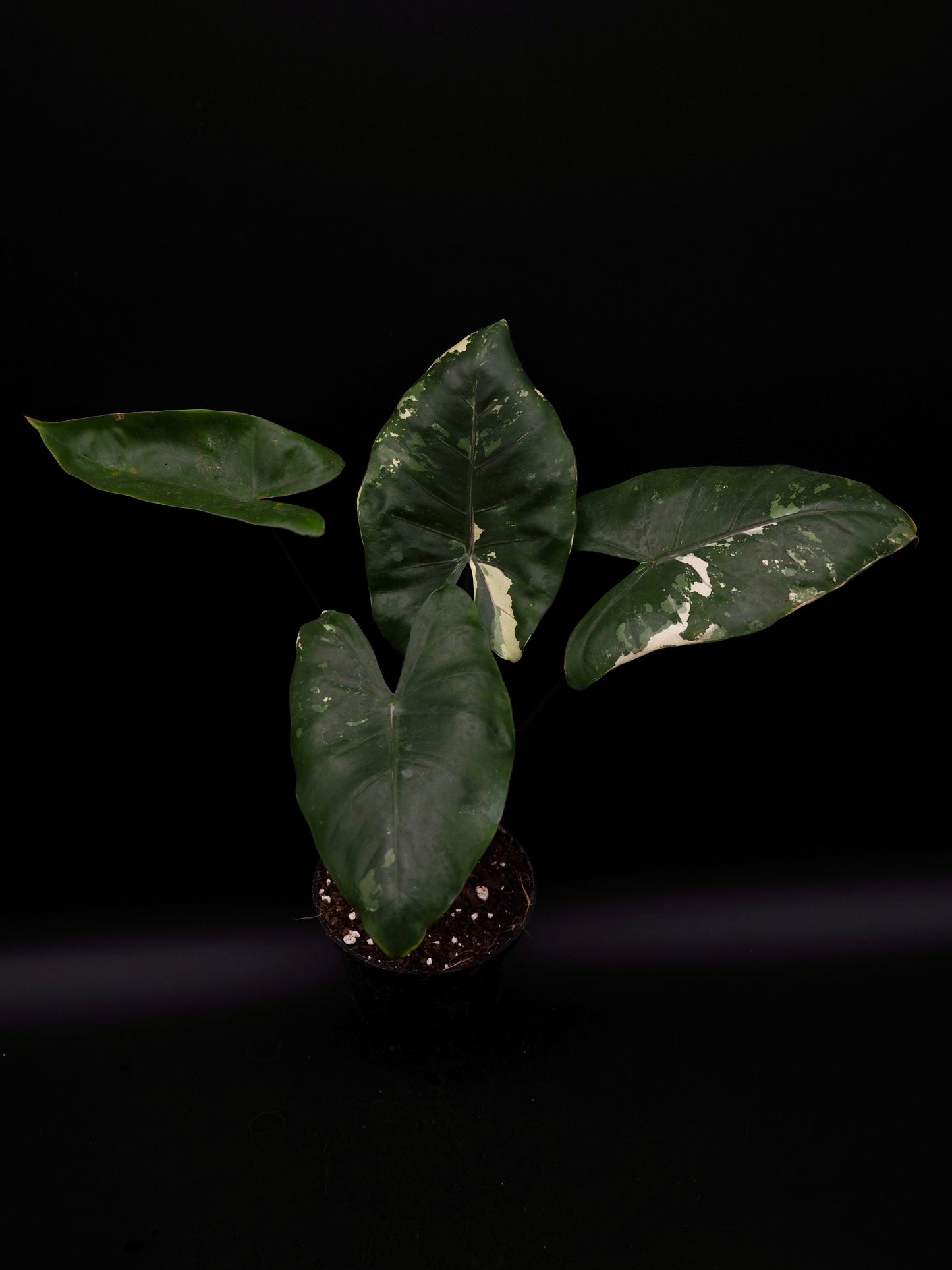 Alocasia Macrorrhiza Black Stem Variegata
