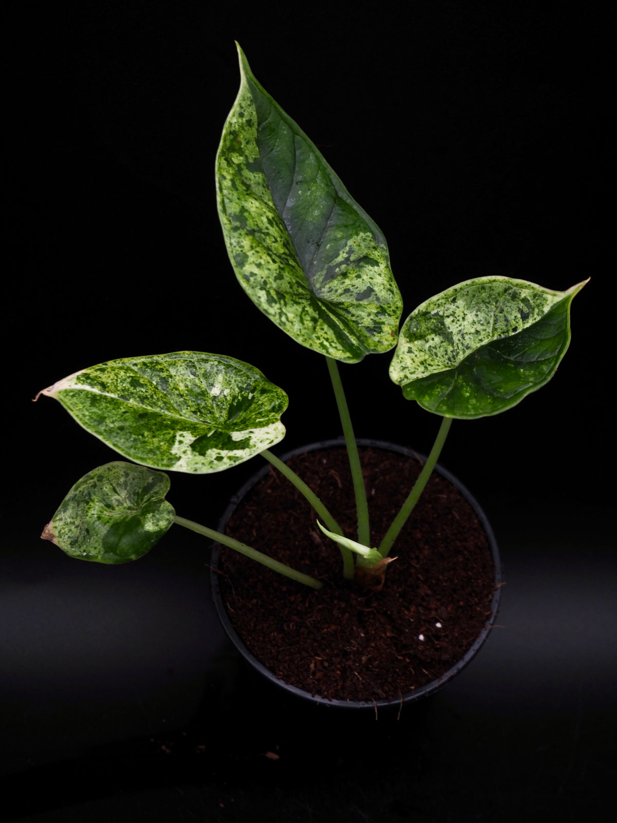 Alocasia Dragon Scale Mint Variegata