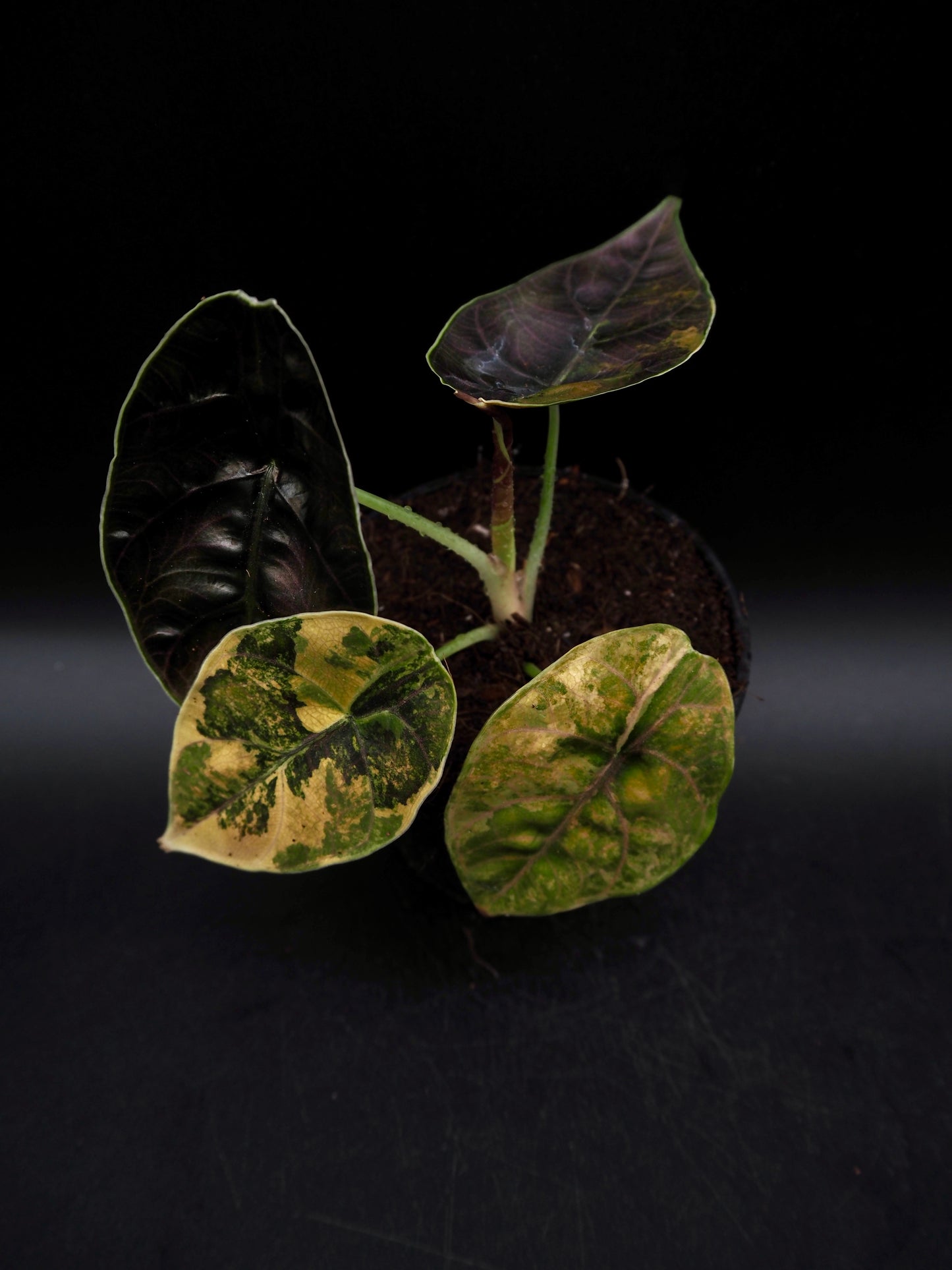Alocasia Azlanii Aurea