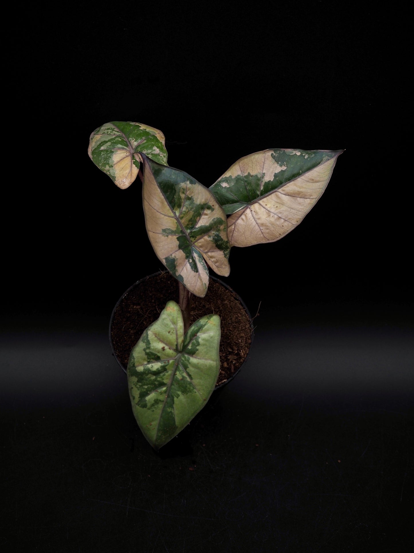 Alocasia Yucatan Princess Pink