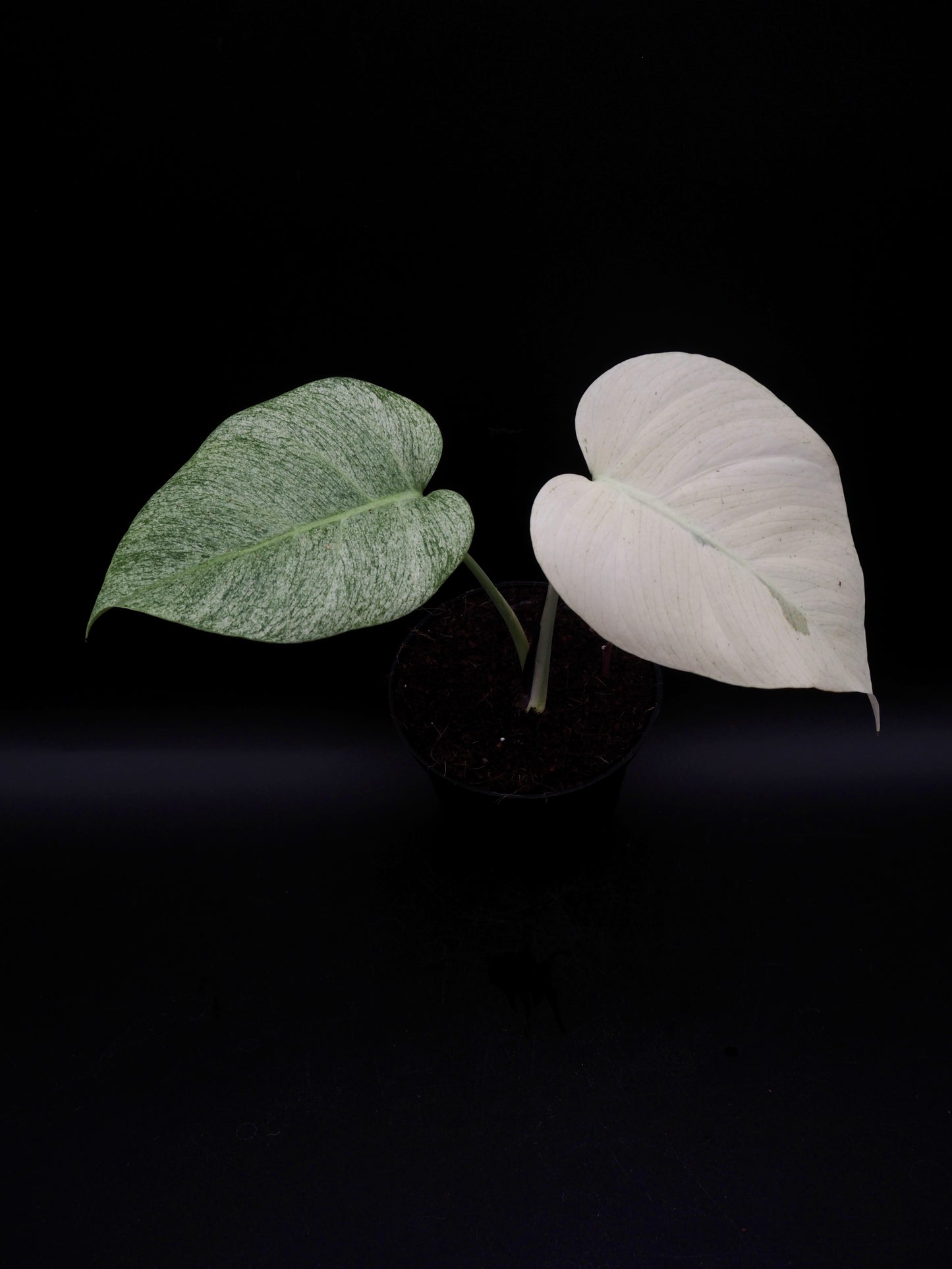 Monstera Jungle Full Mint