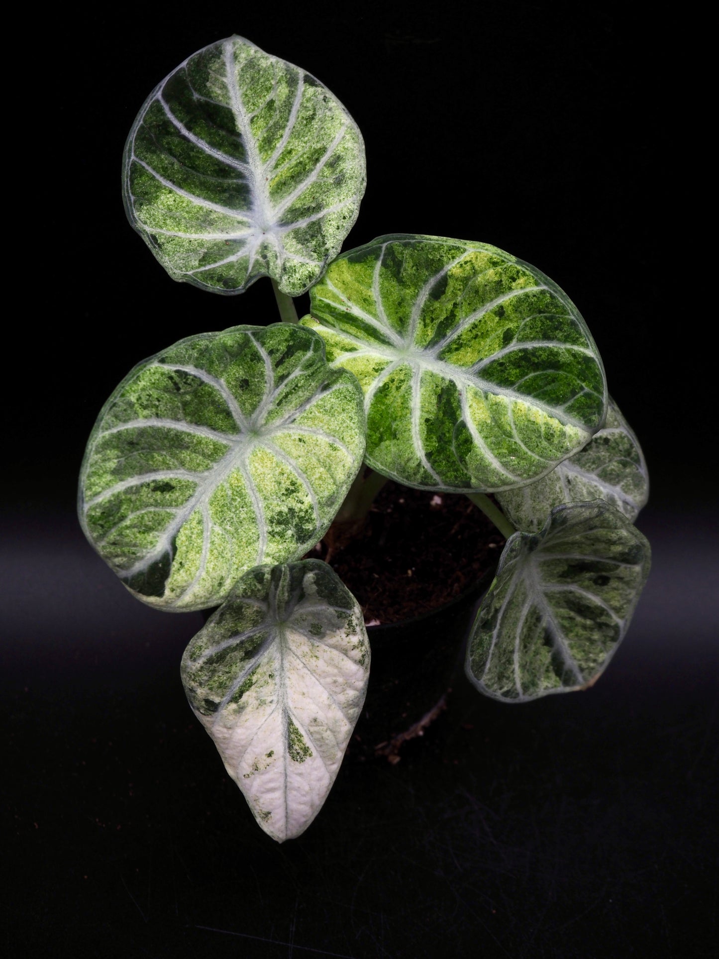 Alocasia Ninja Tricolor