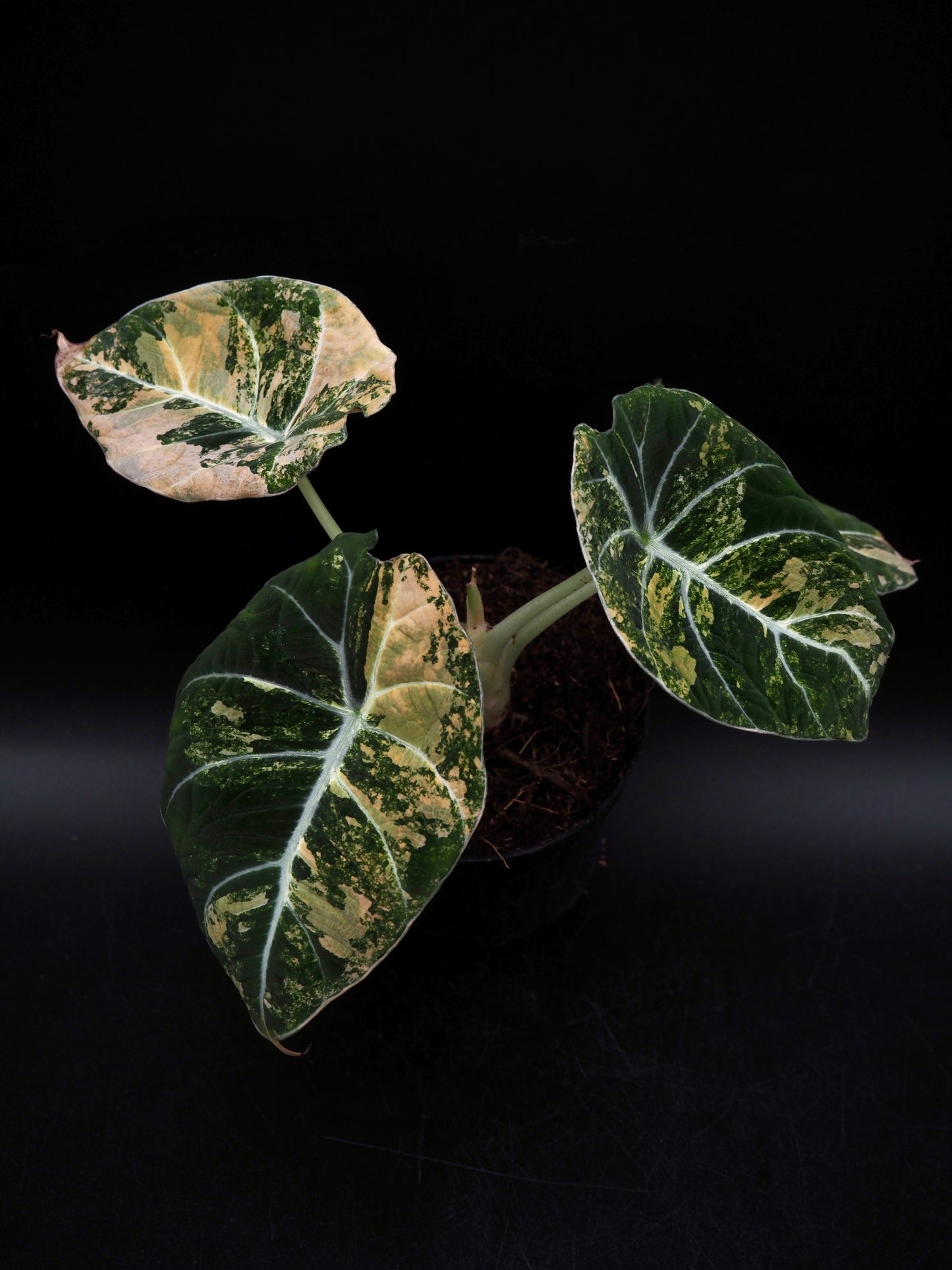 Alocasia Black Velvet Gold