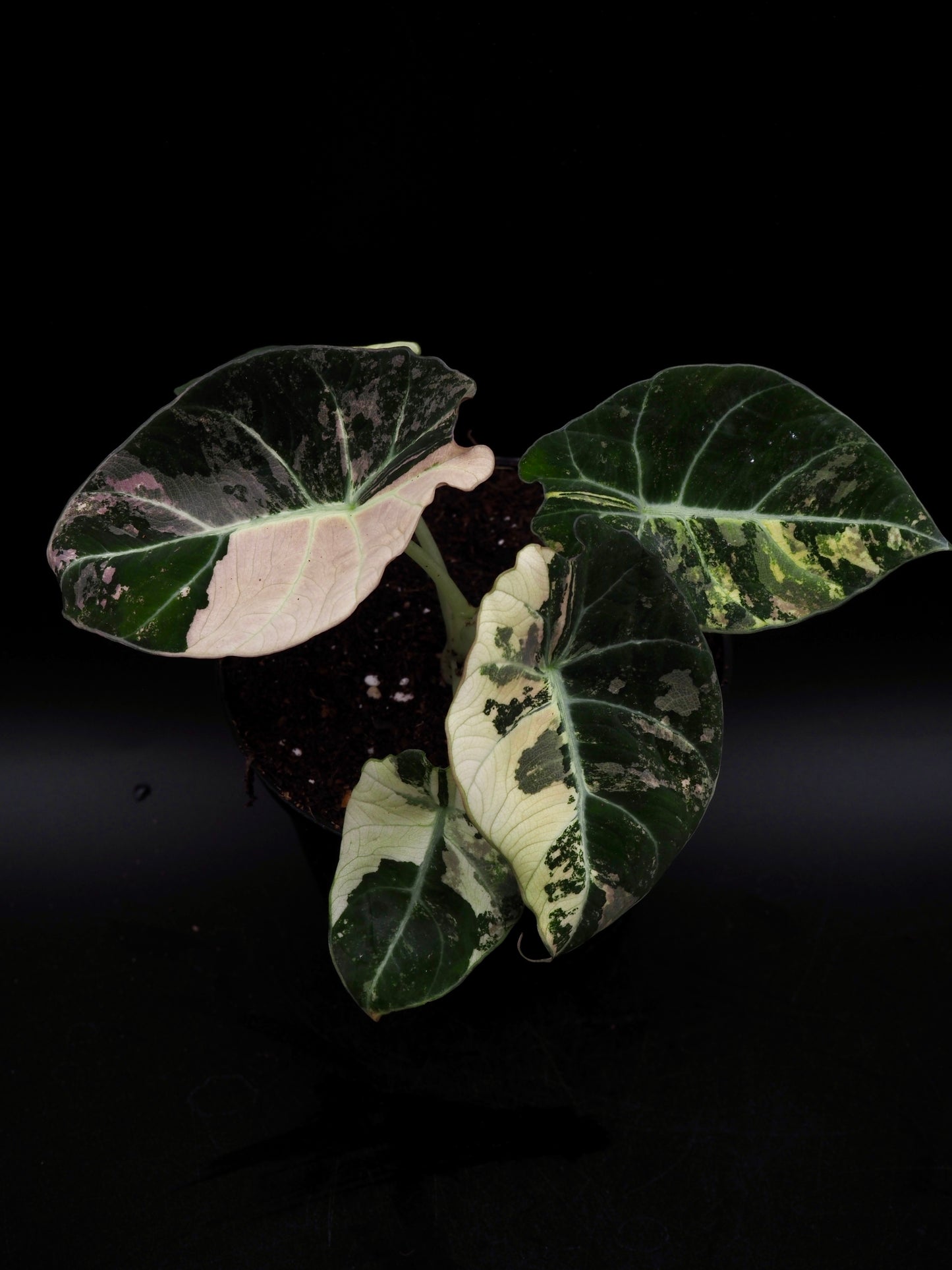 Alocasia Black Velvet Pink
