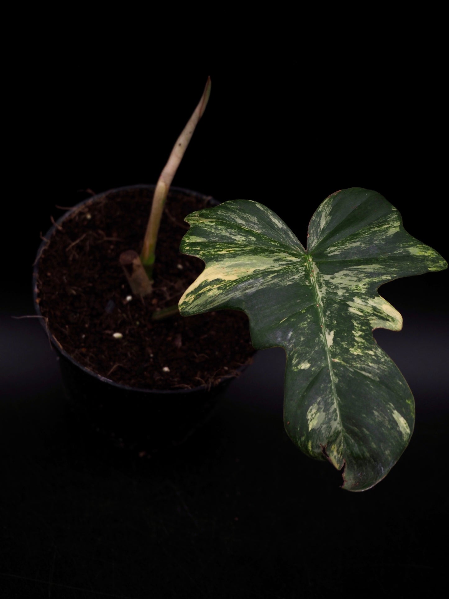 Philodendron Mayoi x Florida Beauty