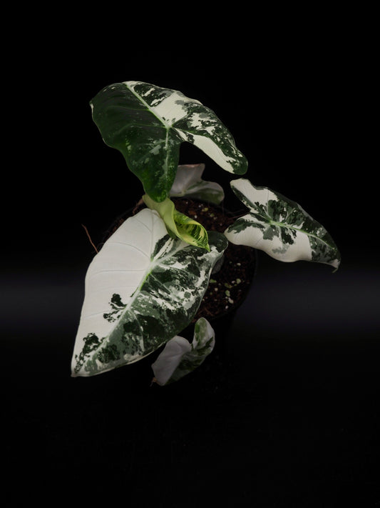 Alocasia Frydek Variegata