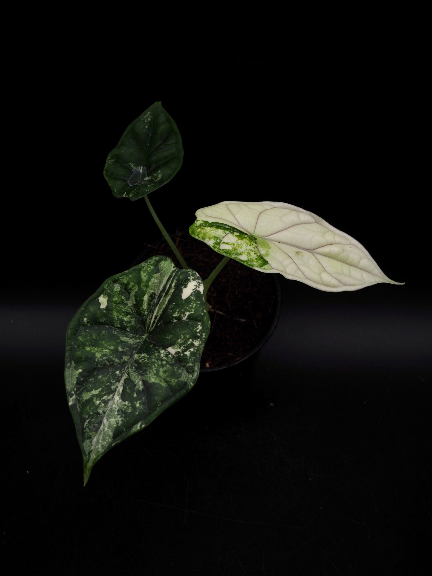 Alocasia Dragon Scale Albo Variegata