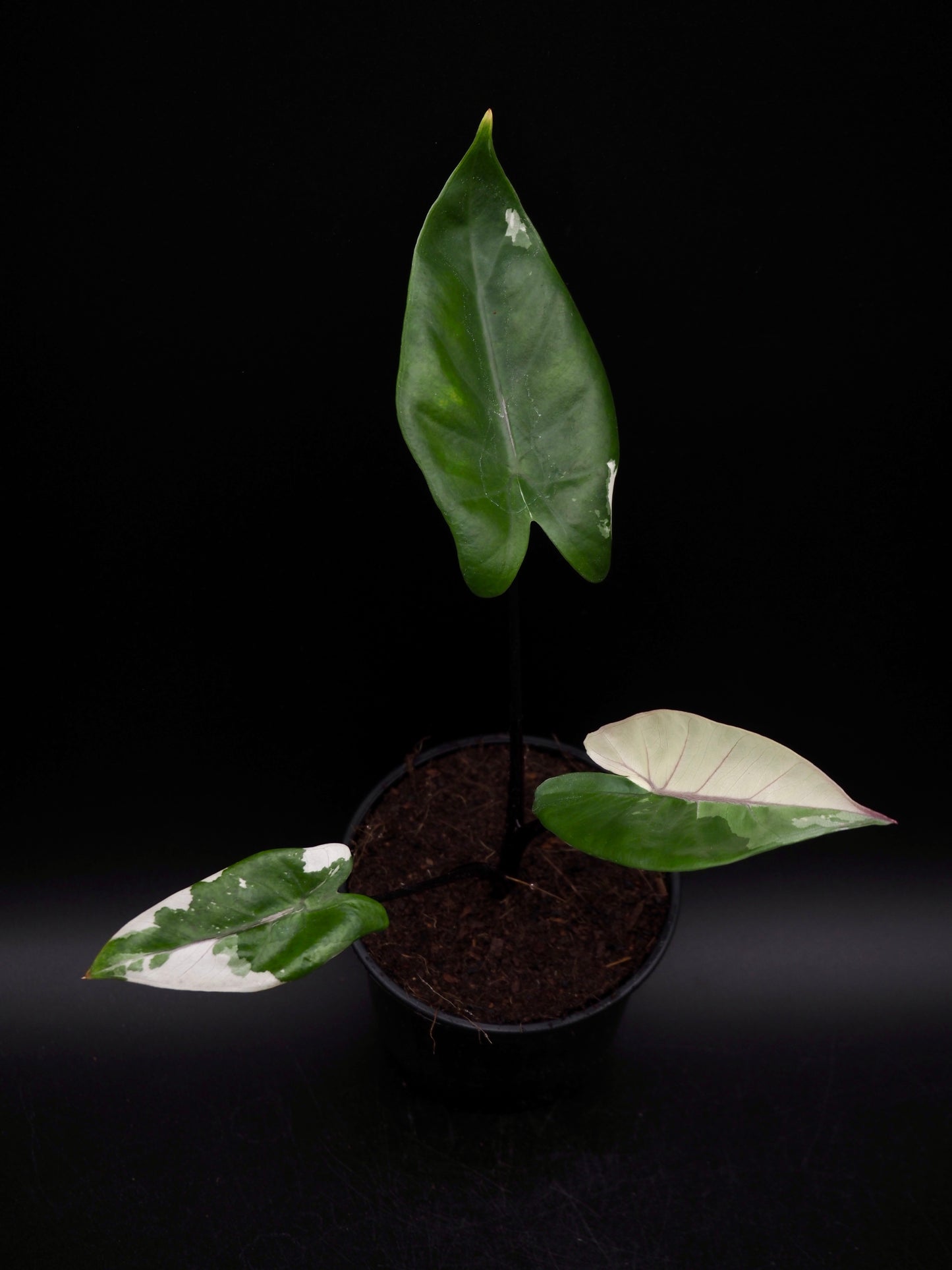 Alocasia Macrorrhiza Black Stem Variegata