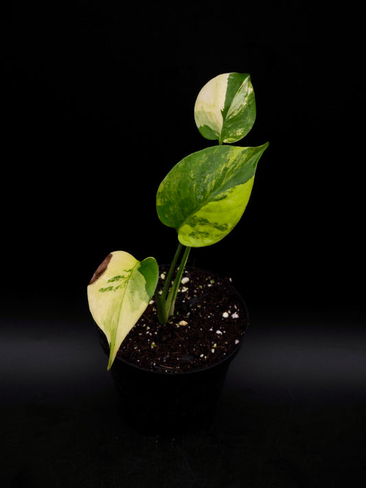 Monstera Yellow Marylin