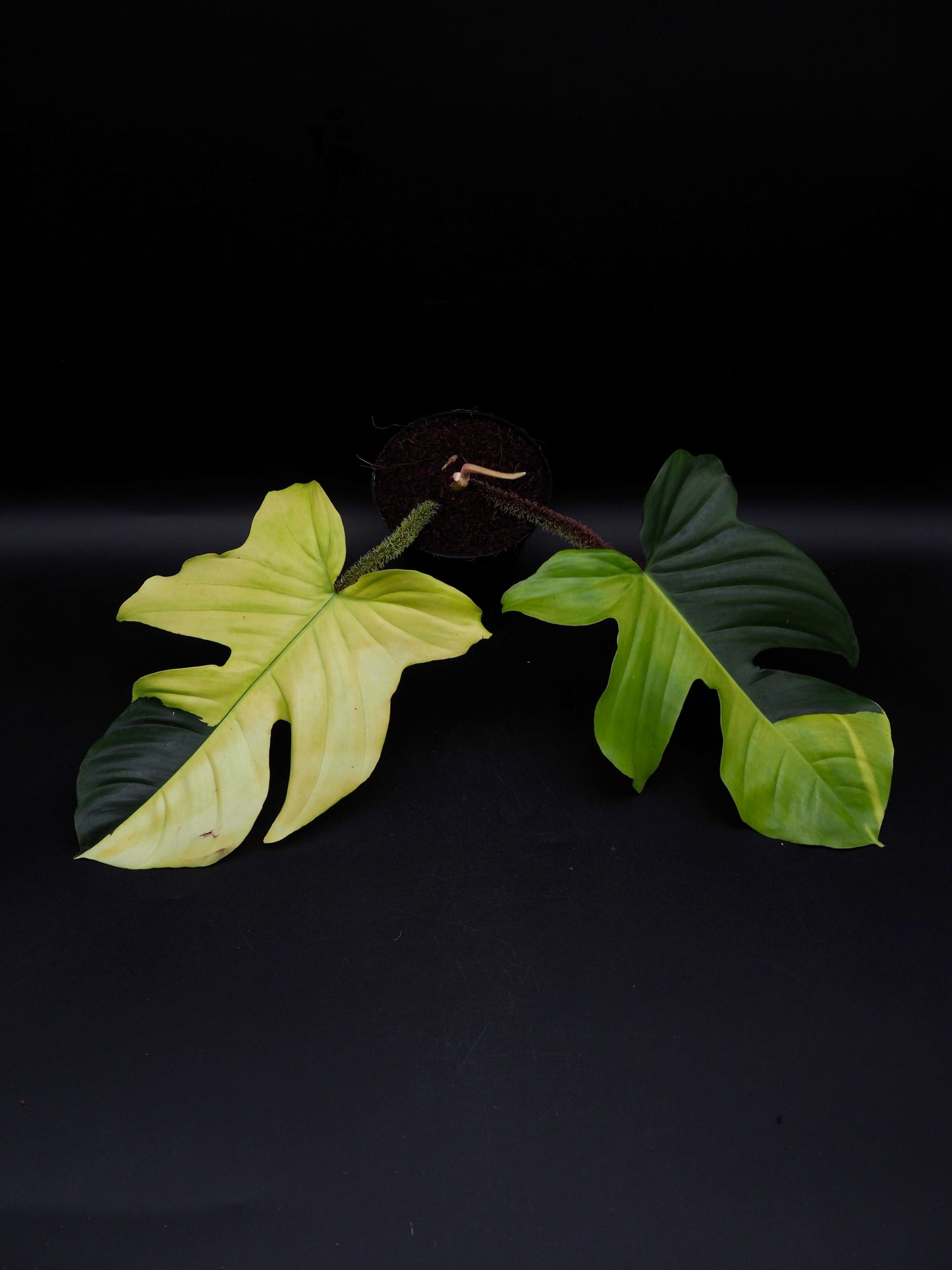 Philodendron Squamiferum Aurea Variegata