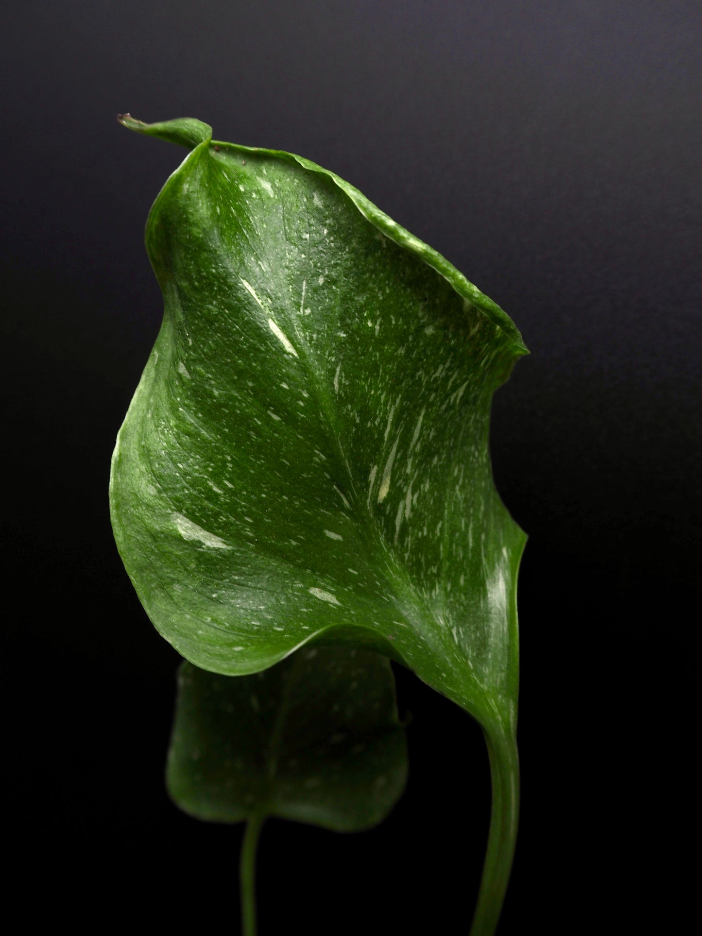 Monstera Thai Constellation Mutation