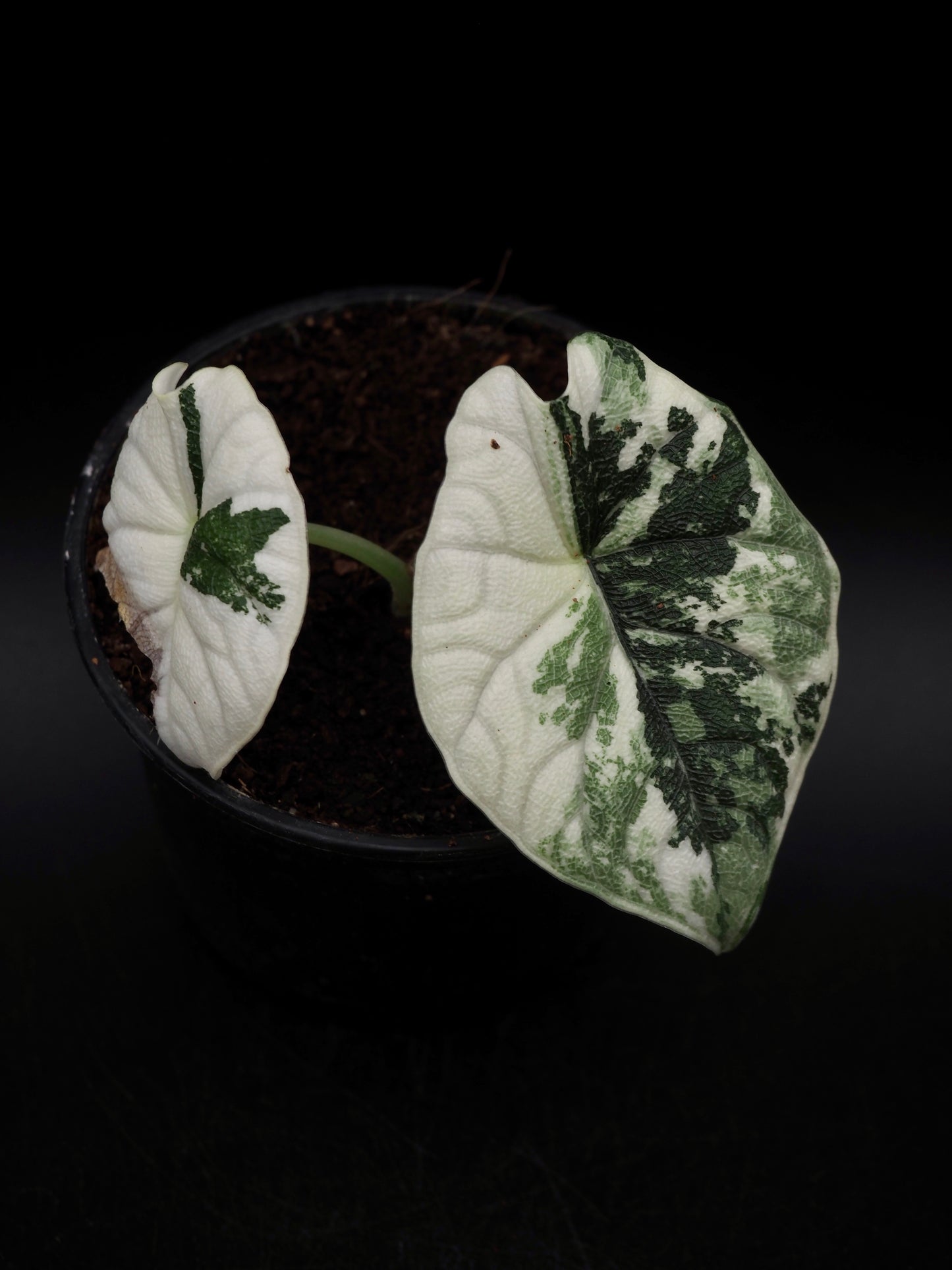 Alocasia Melo Albo