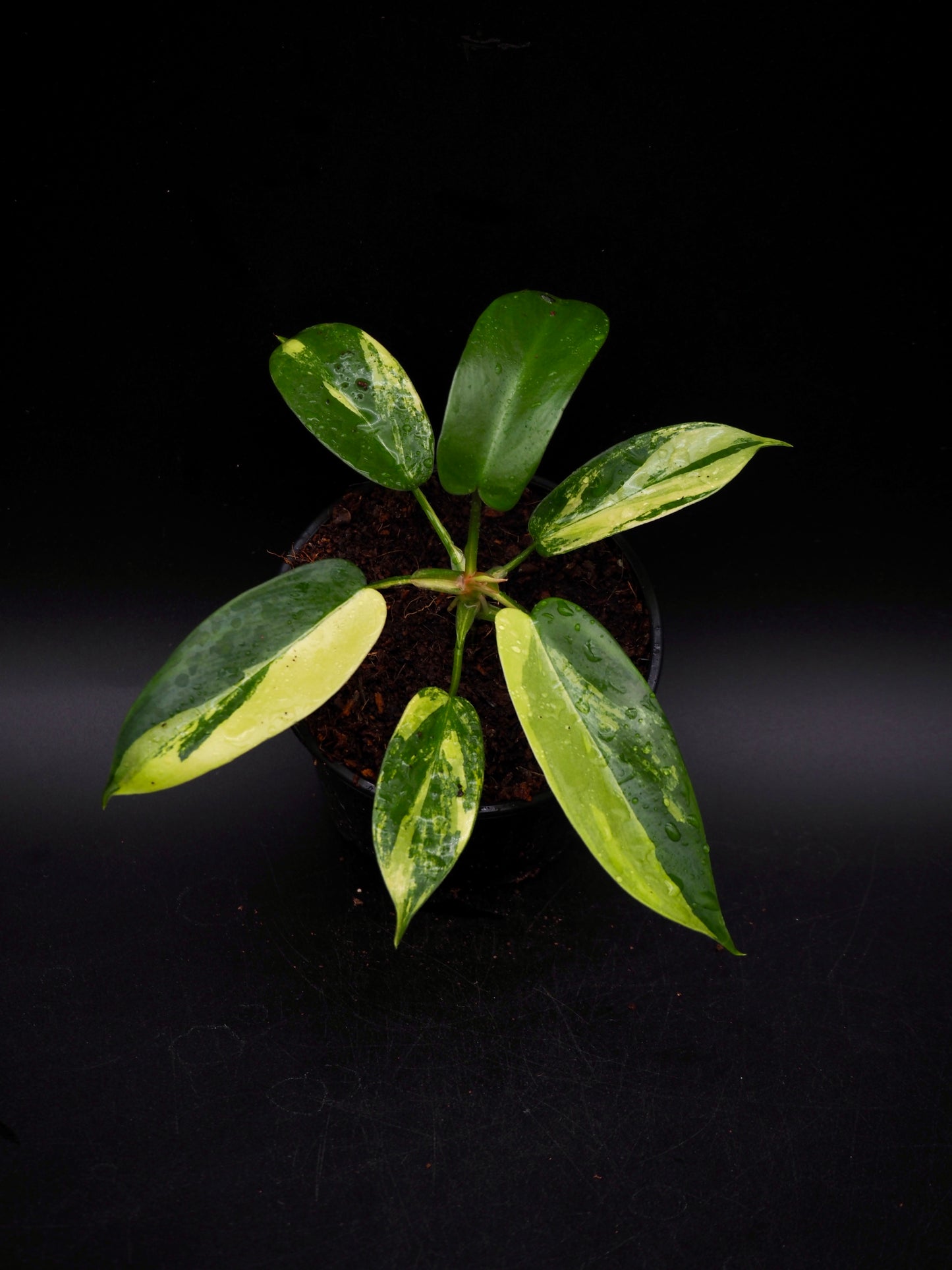 Philodendron Florida Beauty