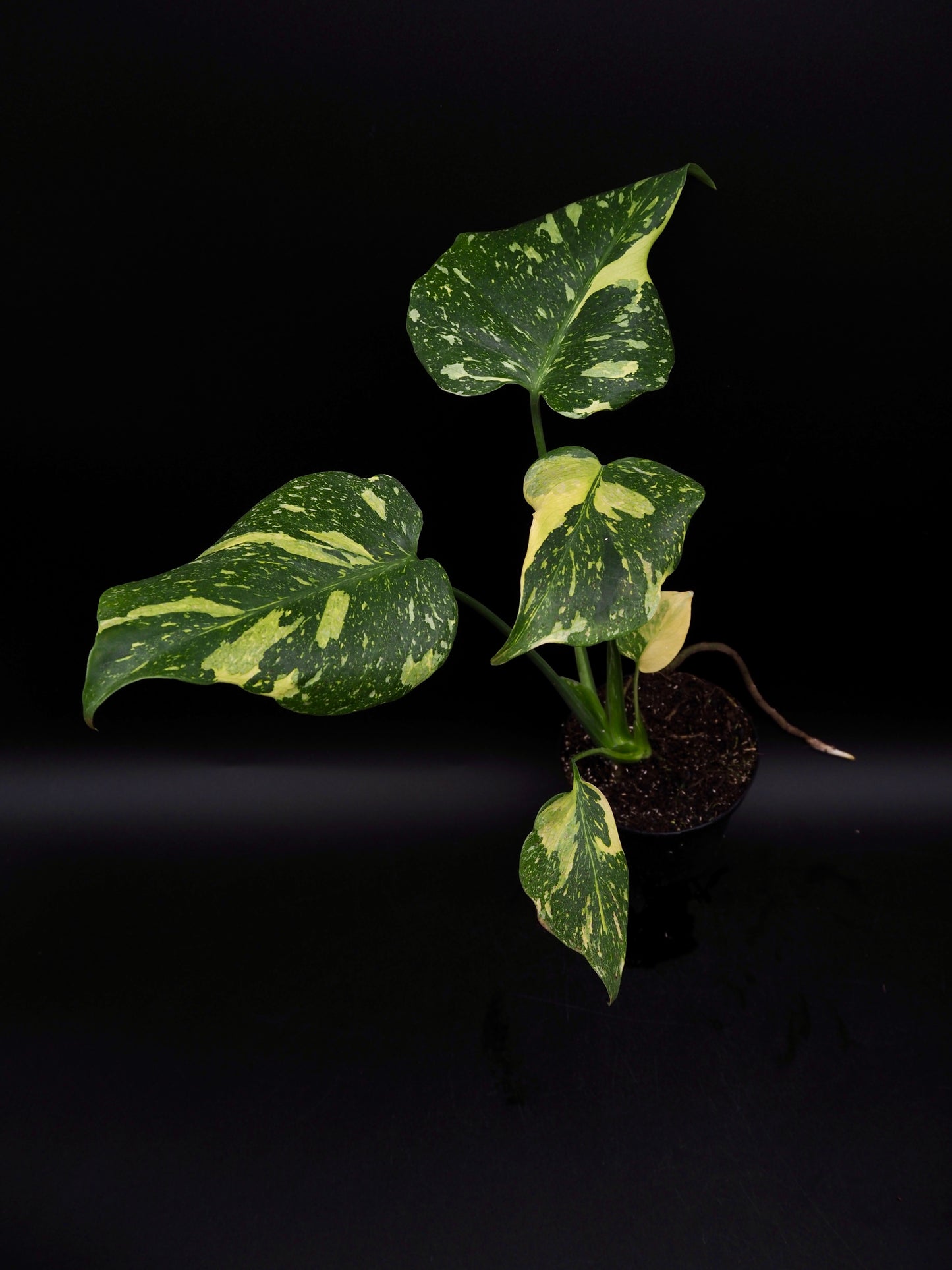Monstera Deliciosa Electrolyte