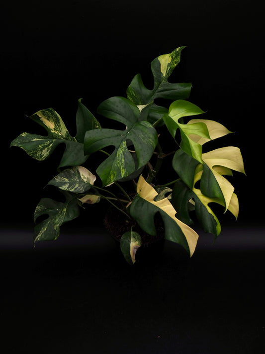 Rhaphidophora Tetrasperma Aurea Variegata