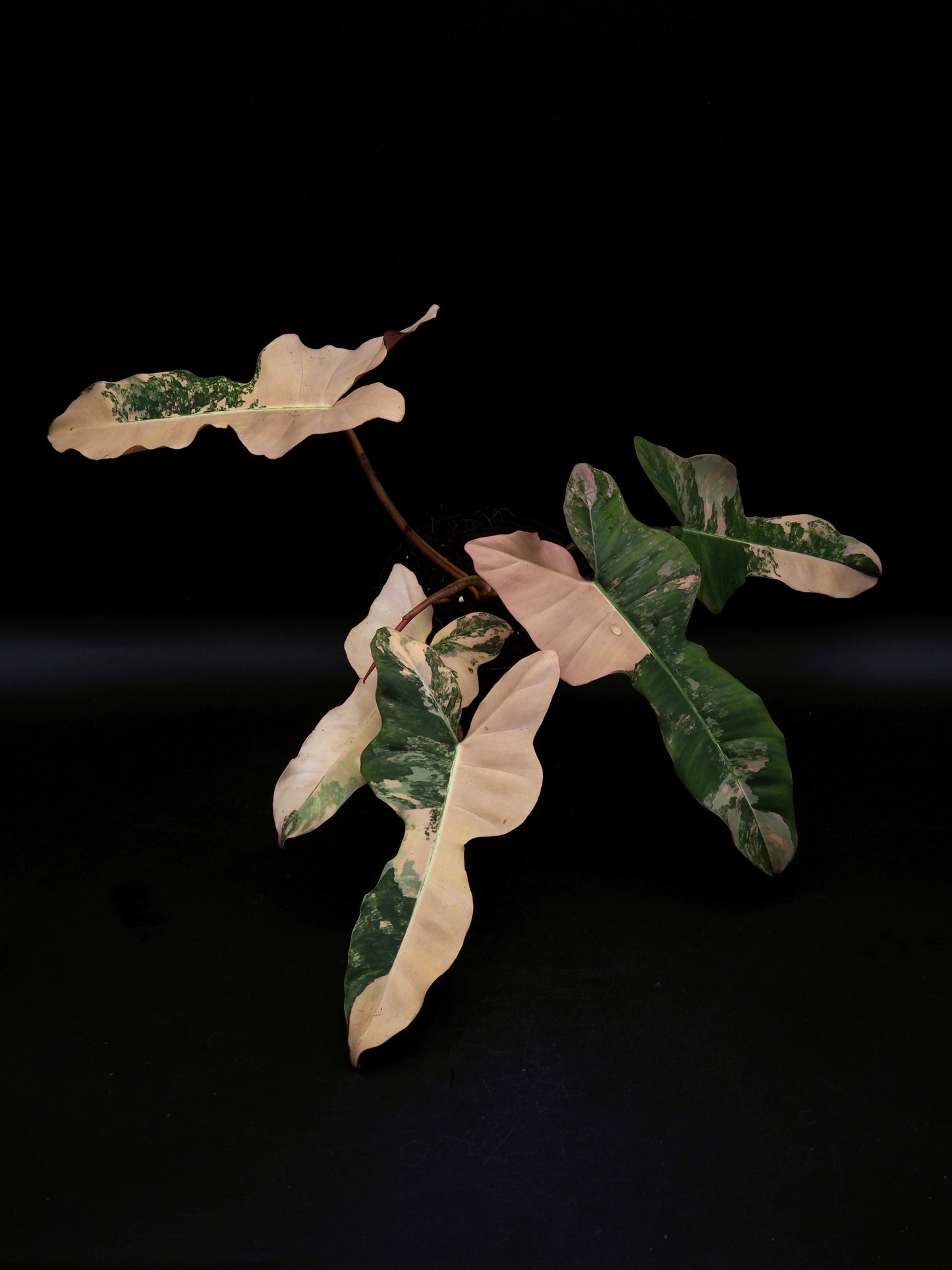 Philodendron Florida Beauty x Black Billietiae