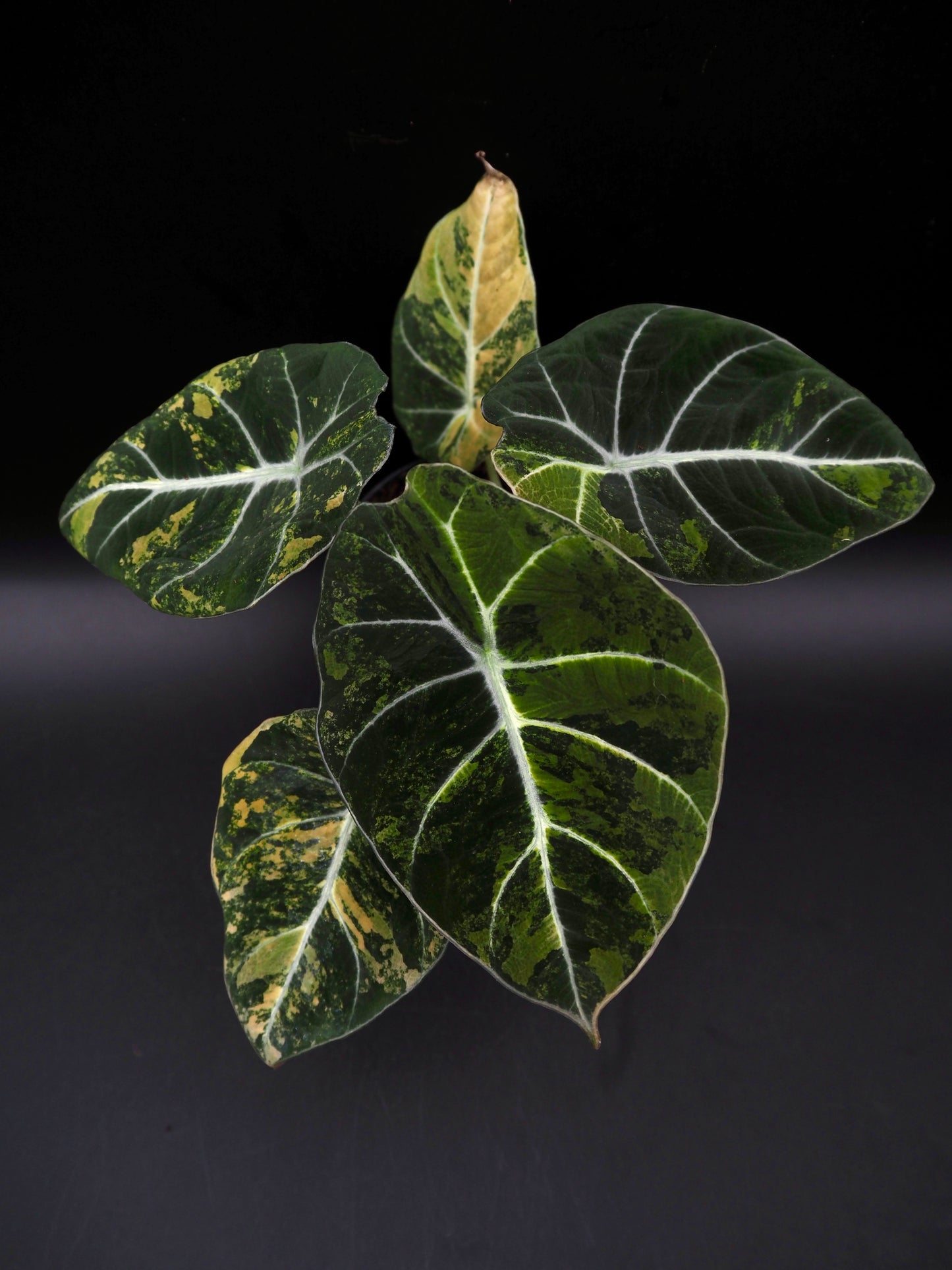 Alocasia Black Velvet Gold