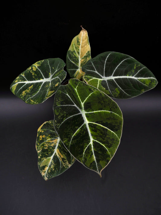 Alocasia Velours Noir Aurea