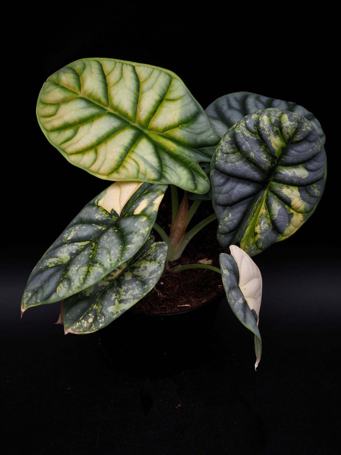Alocasia Silver Dragon Aurea