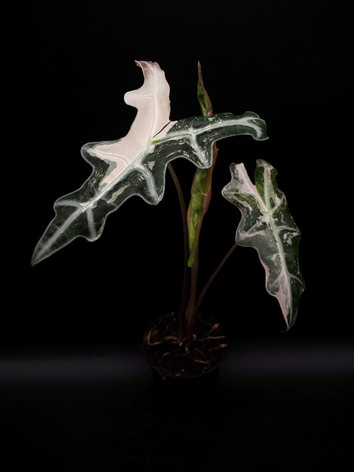 Alocasia Nobilis Pink