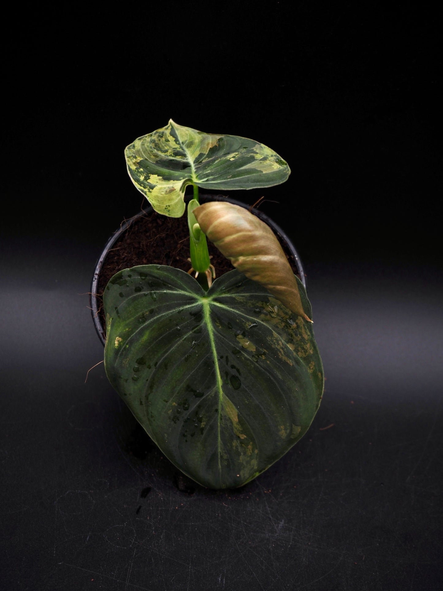 Philodendron Melanochrysum Variegata