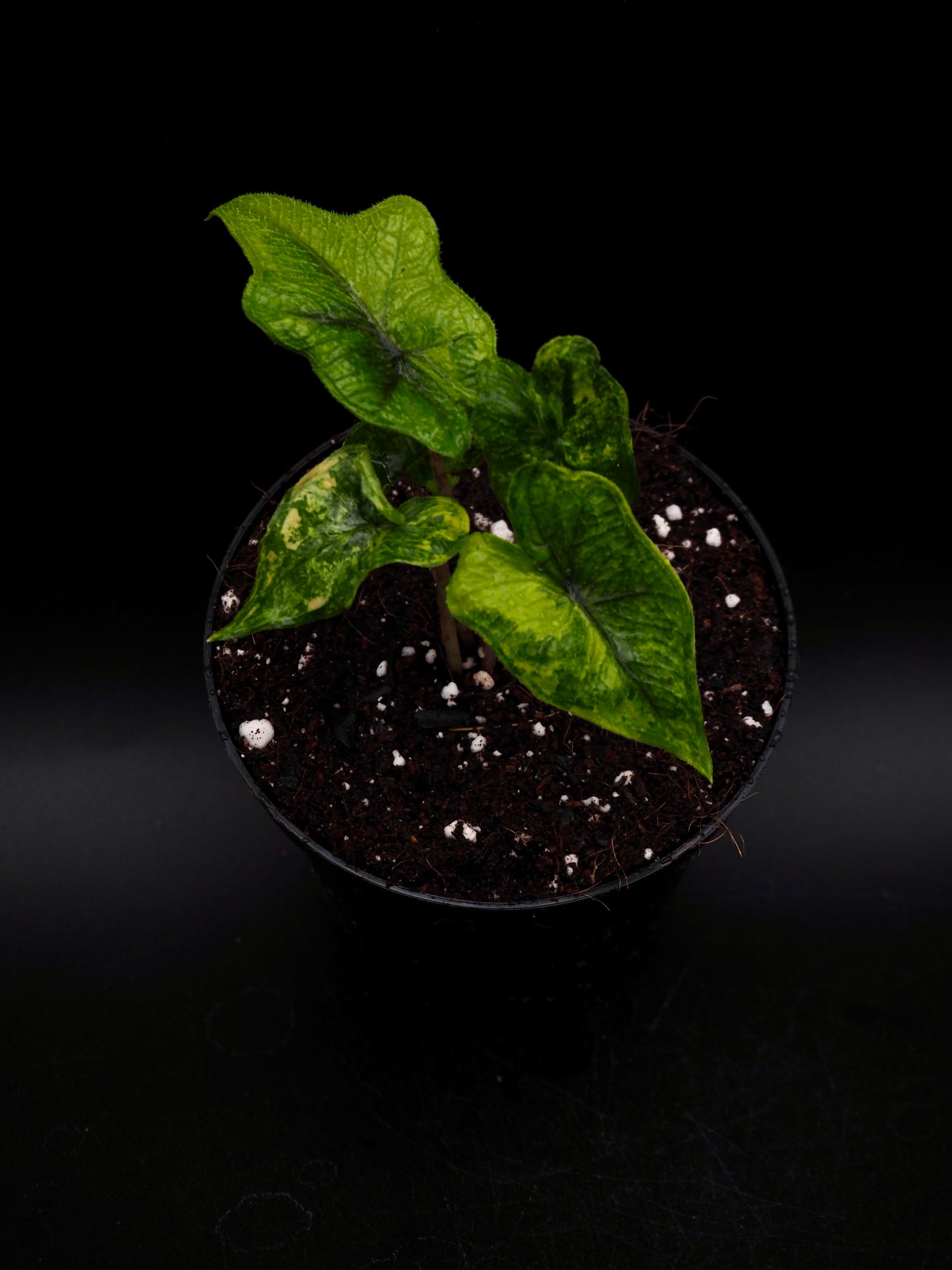 Alocasia Jacklyn Aurea Variegata