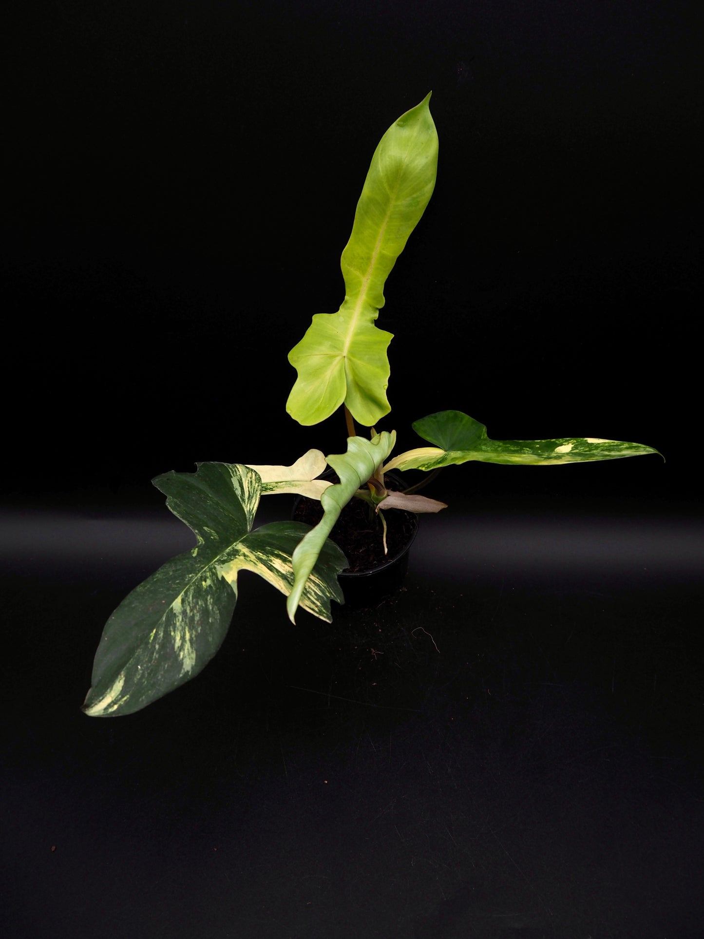 Philodendron Mayoi x Florida Beauty