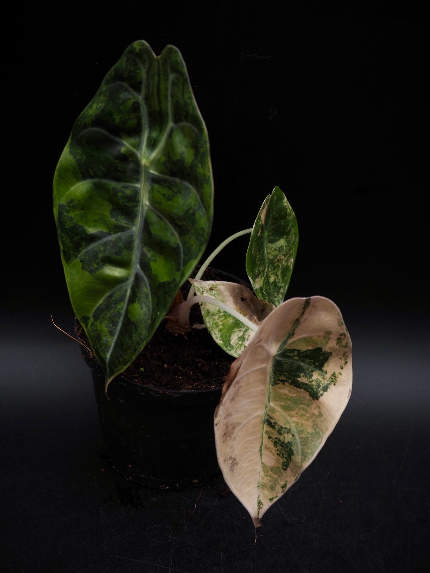 Alocasia Sedenii Aurea