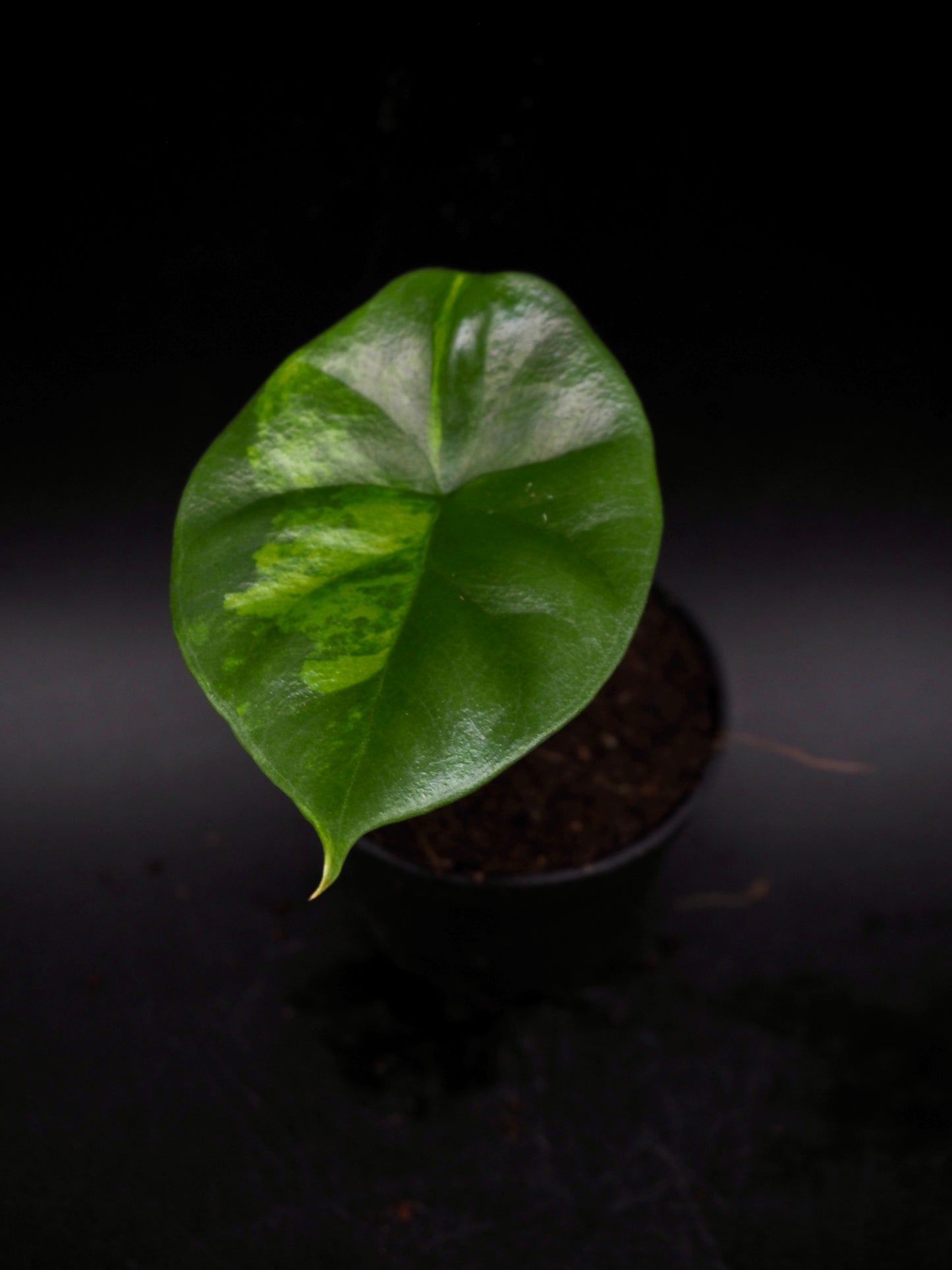 Alocasia Sinuata Aurea
