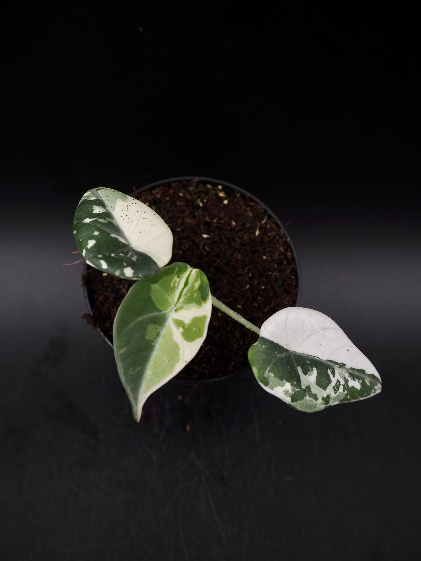 Alocasia Maharani Albo Variegata