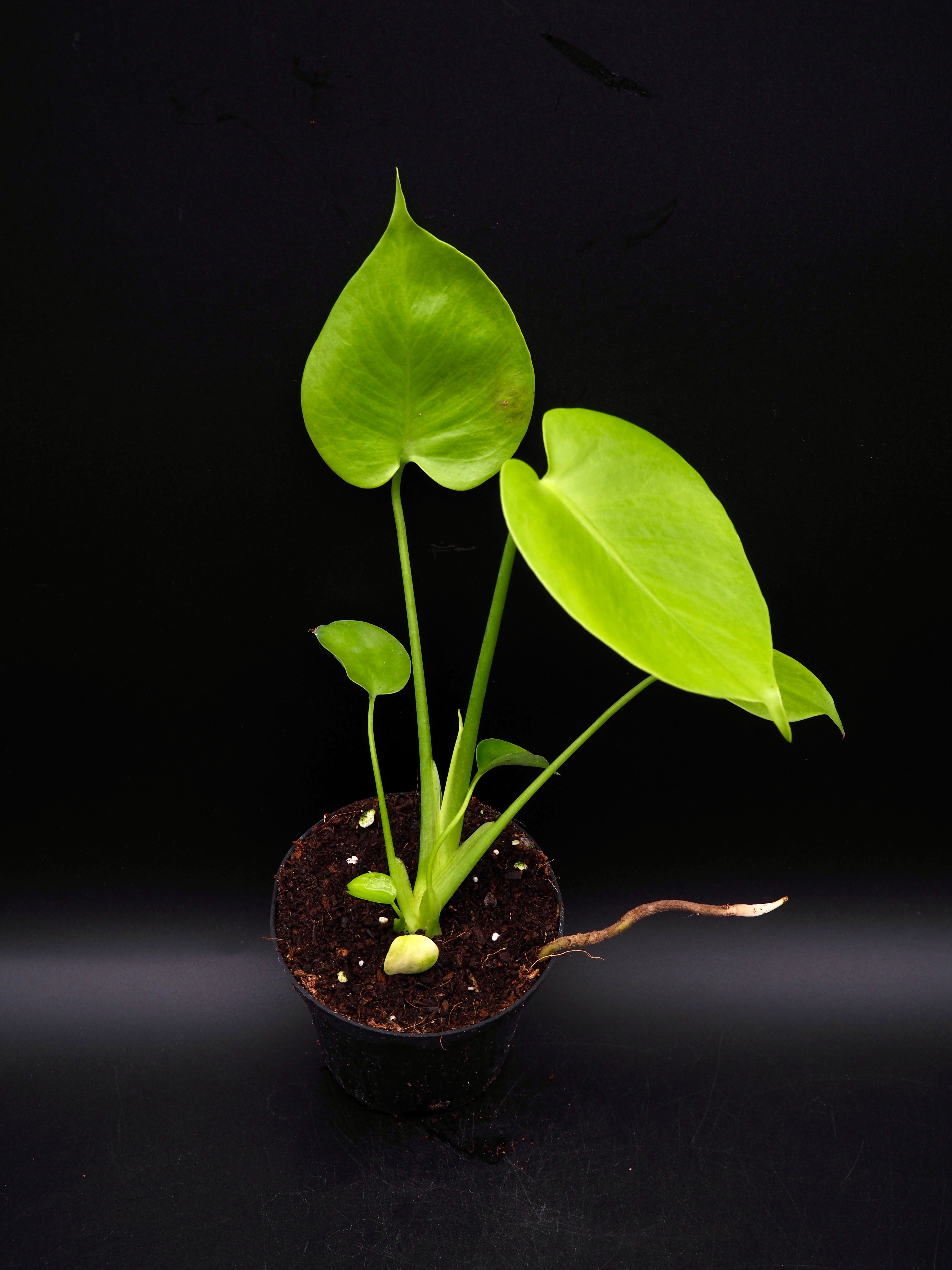 Monstera Lemon Lime – Jolaplants