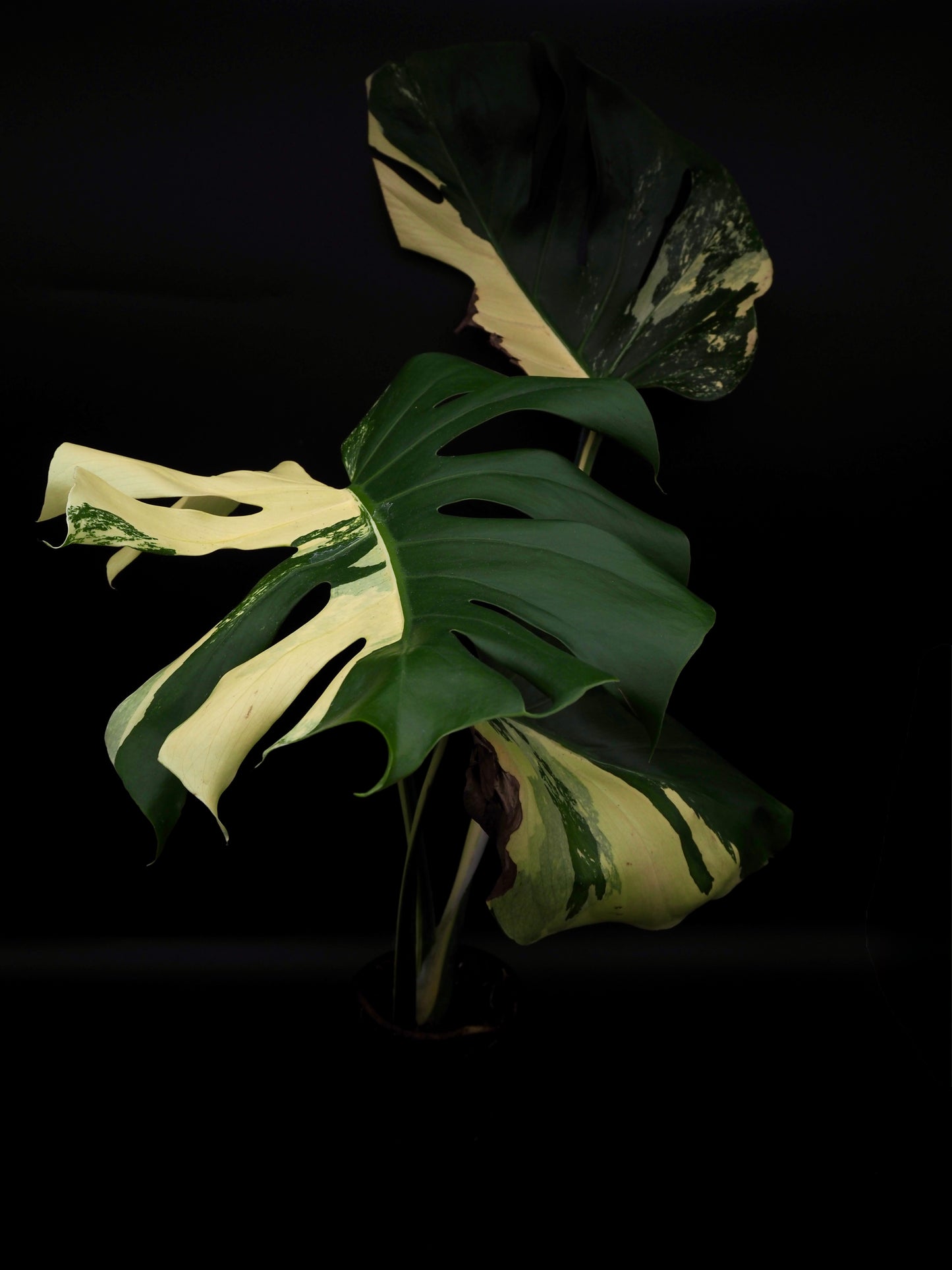 Monstera Deliciosa Lemon Pom Pom