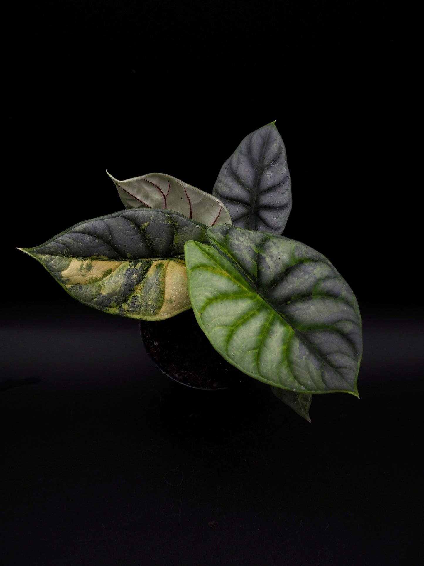 Alocasia Silver Dragon Aurea