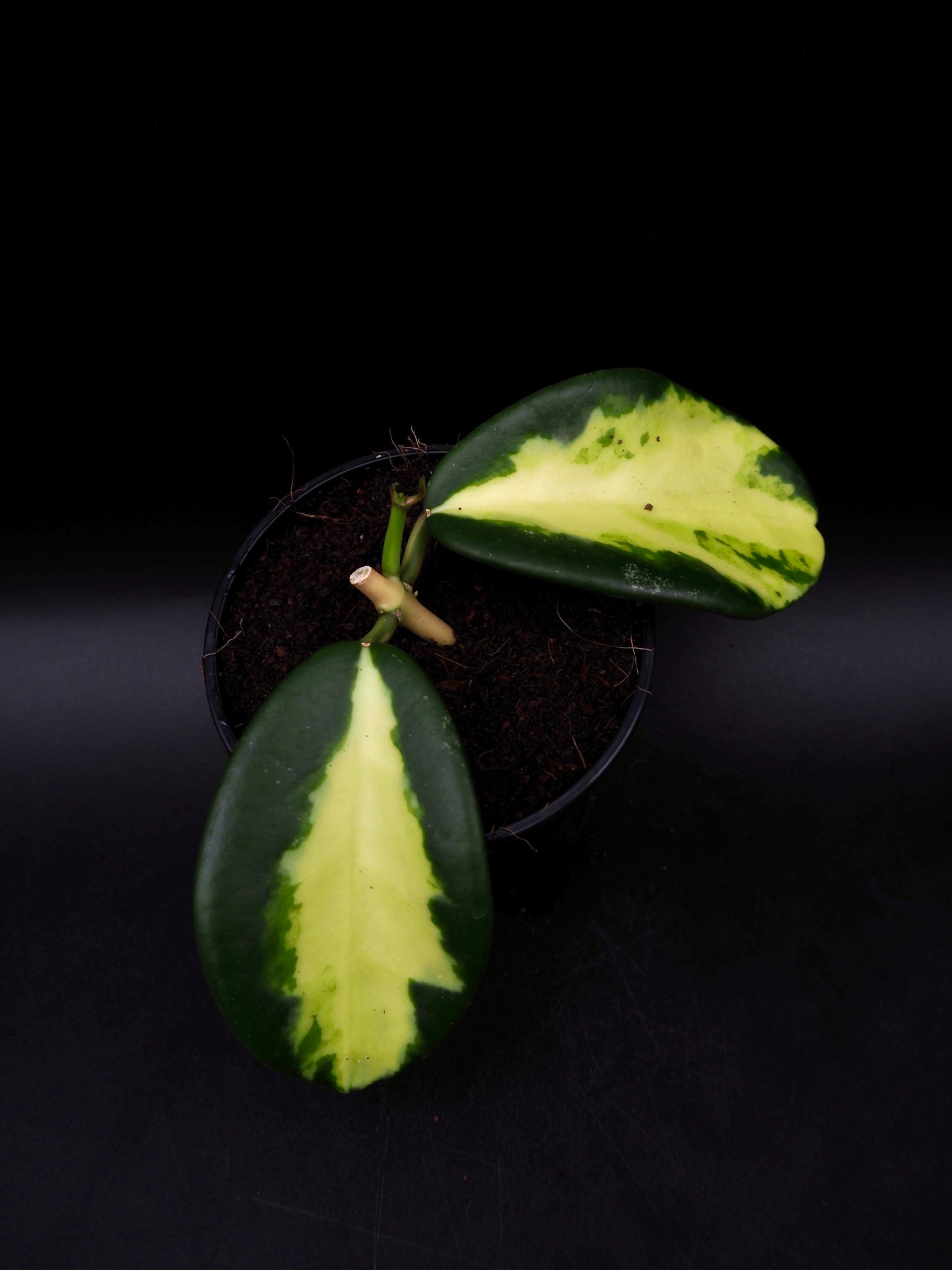 Hoya Maharani Variegata