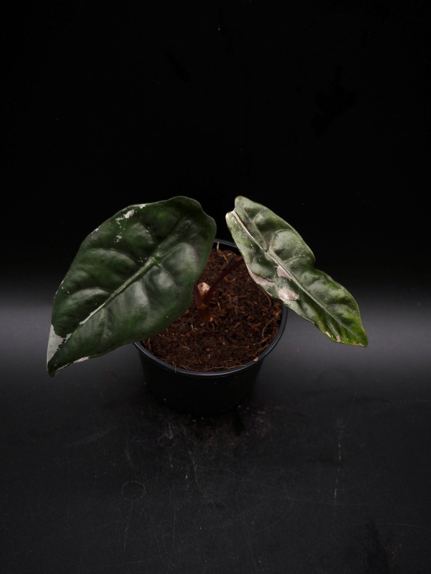 Alocasia Chantrieri Pink
