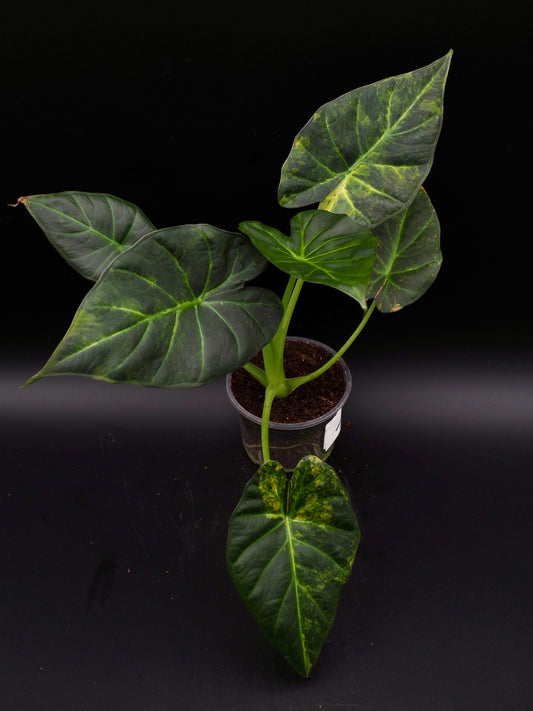 Alocasia Regal Bouclier Aurea