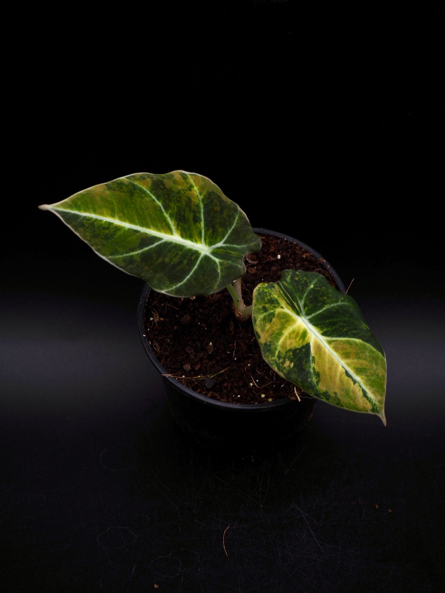 Alocasia Black Velvet Gold