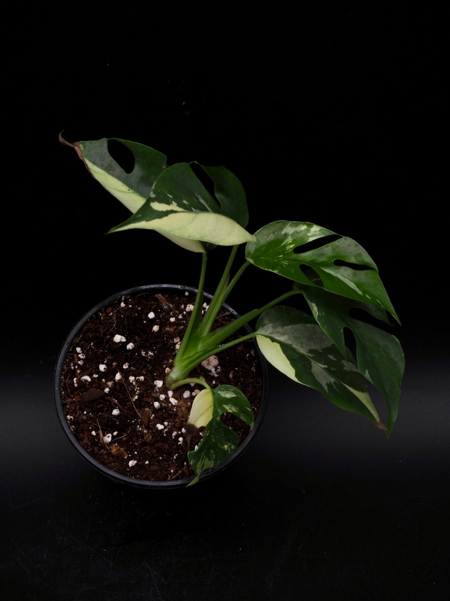 Rhaphidophora Tetrasperma Variegata