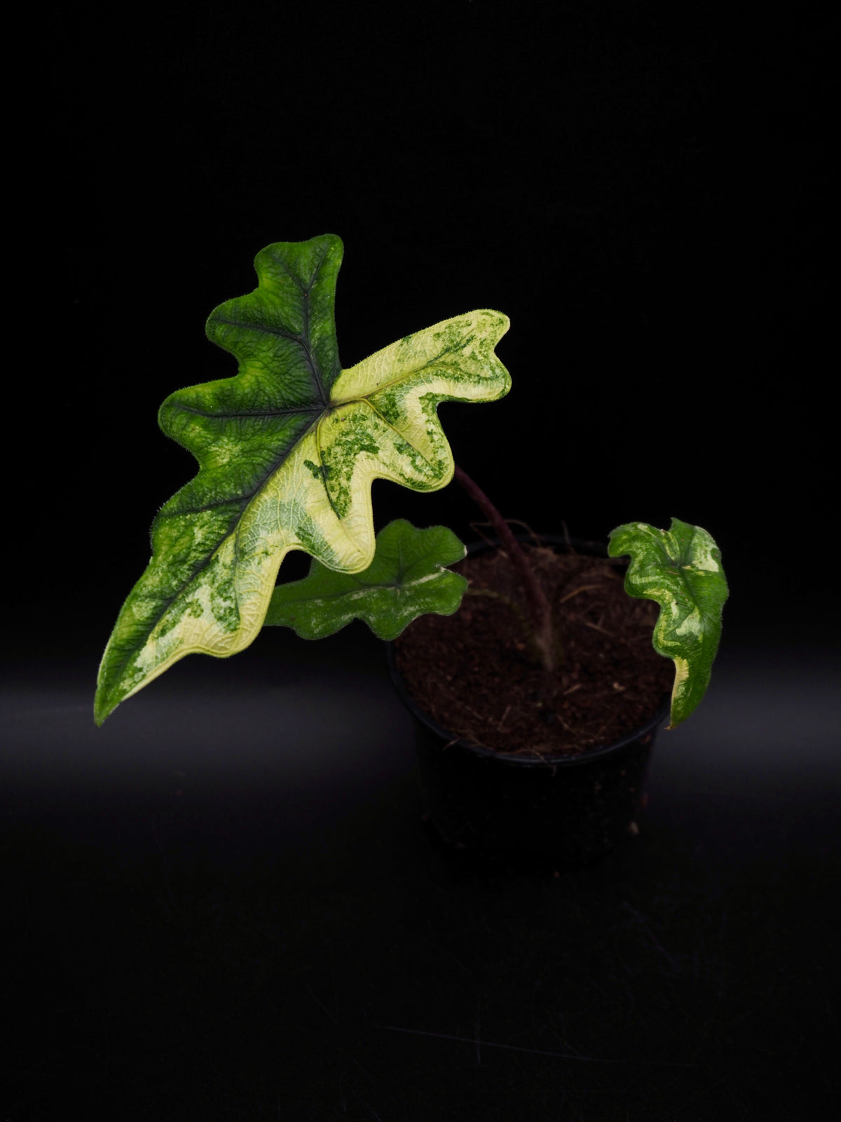 Alocasia Jacklyn Aurea Variegata