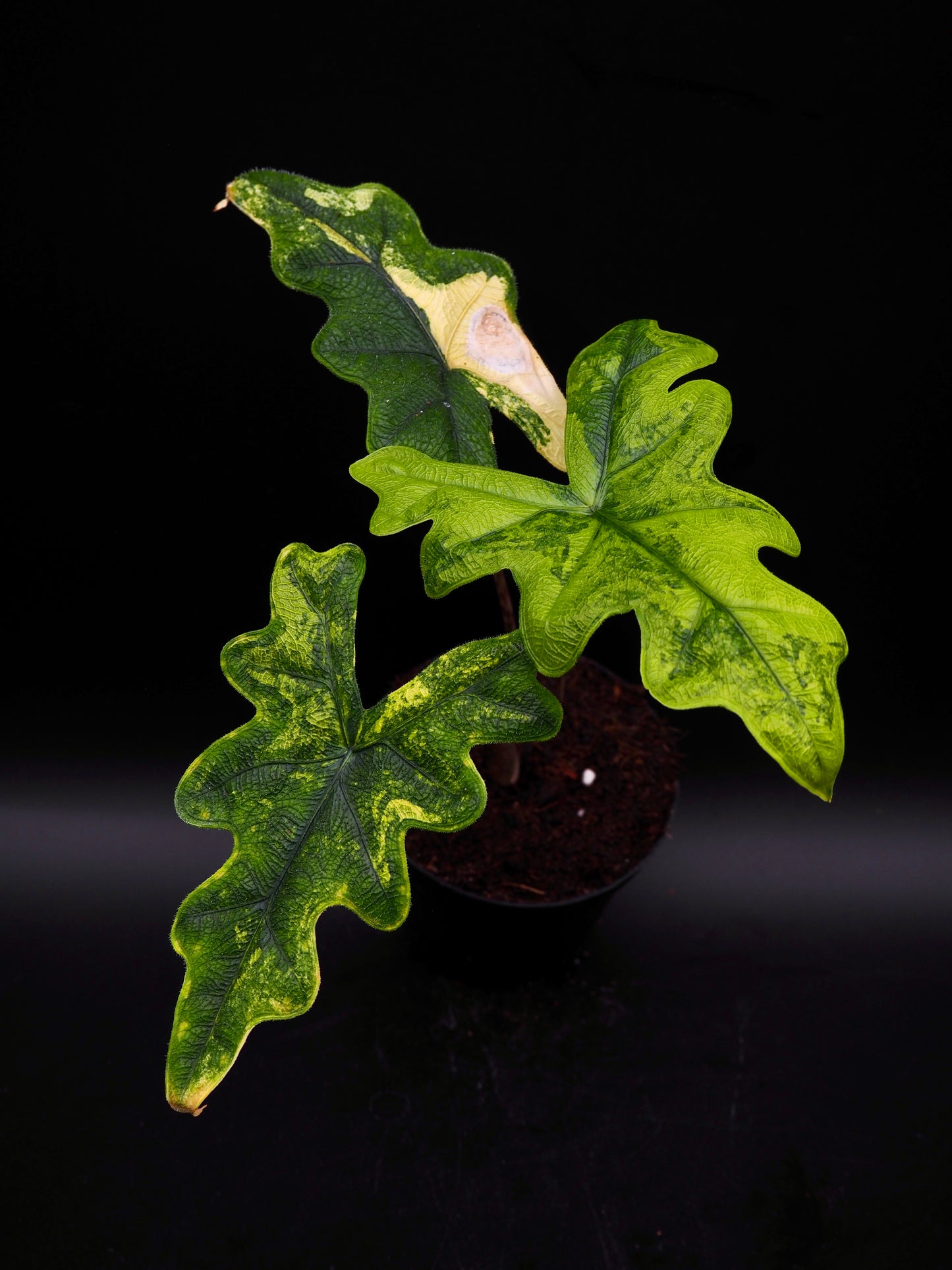 Alocasia Jacklyn Aurea Variegata
